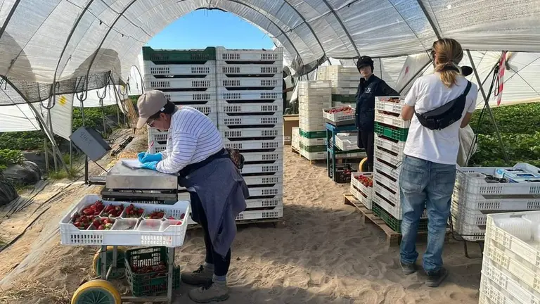 Trabajos en la campaña de la fresa