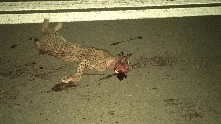 Ejemplar de lince atropellado