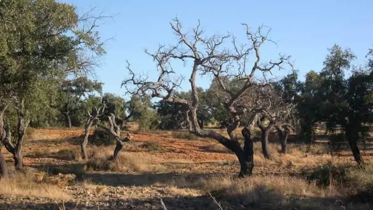 &Aacute;rboles afectados por 'la Seca'