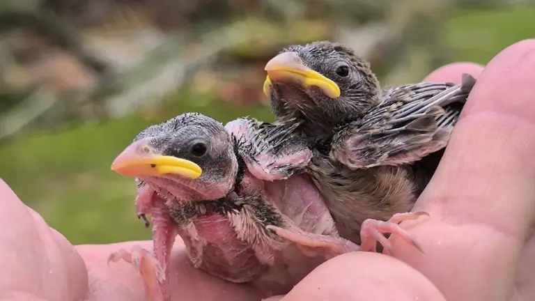 Pollos encontrados en el suelo bajo los &aacute;rboles podados