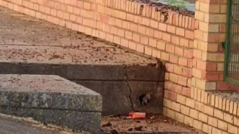 Ratas cerca del edificio de la Delegaci&oacute;n de Educaci&oacute;n