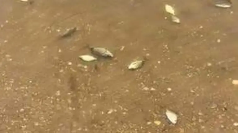Captura de pantalla del vídeo donde se observan los peces agonizando