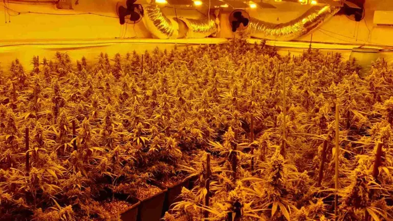 Plantaci&oacute;n de marihuana indoor con enganches el&eacute;ctricos ilegales