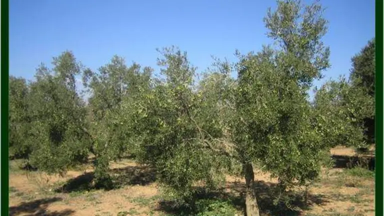Campos de olivos Huelva
