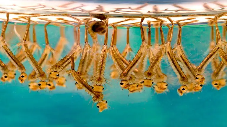 Mosquito Culex sp larvae