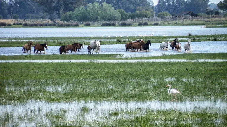 Caballos en el área de Doñana