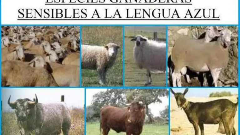 Especies_ganaderas_sensibles_lengua_azul