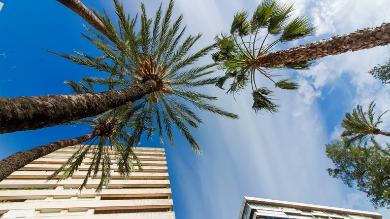 Palmeras en la capital