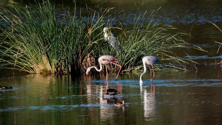 Flamencos en Marismas del Odiel