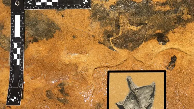 Huella fosilizada (END) Galán.