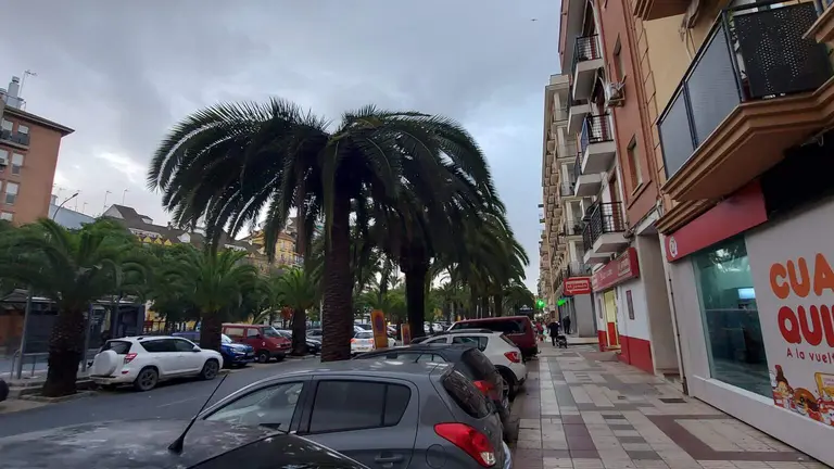 Palmera afectada con los s&iacute;ntomas de la plaga