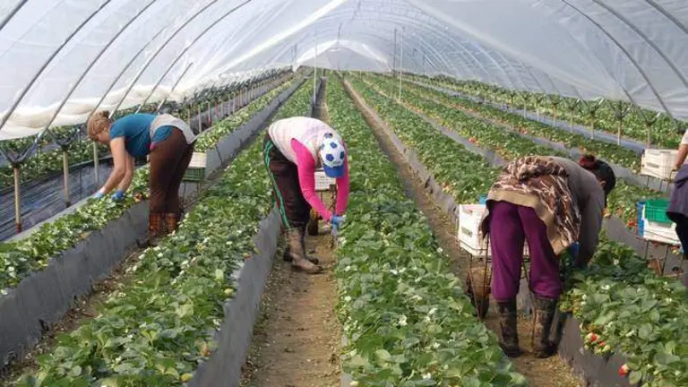 Trabajadores agrícolas