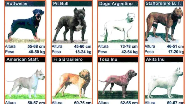 Clasificaci&oacute;n de perros