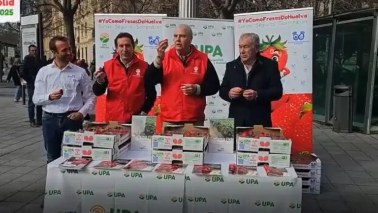 Reparto de fresas hoy en Valladolid