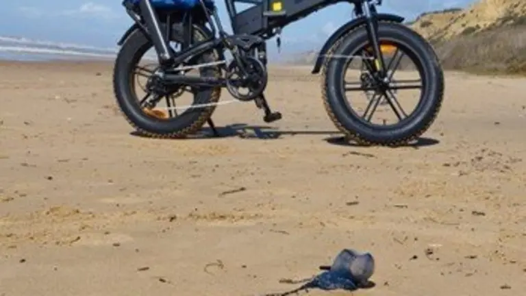 Ejemplar de carabela portuguesa en Mazagón