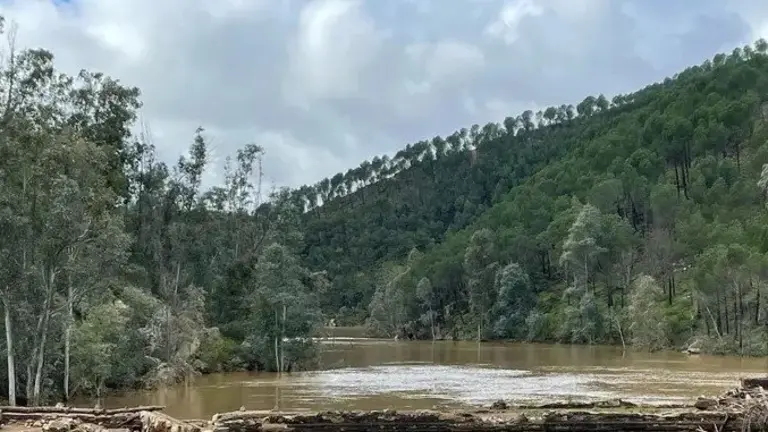 Zona de eucaliptos en la Cuenca MInera, junto al Jarrama