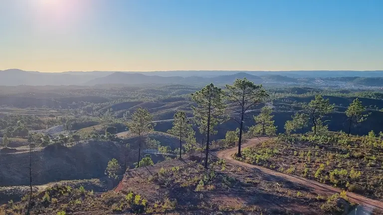 Replantaci&oacute;n de Atalaya