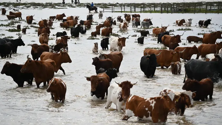 Rescate de ganado de Do&ntilde;ana (Reportaje Gr&aacute;fico: Ayuntamiento de Hinojos)