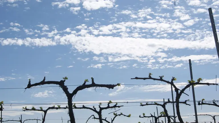 vi&ntilde;as Condado de Huelva en brotaci&oacute;n
