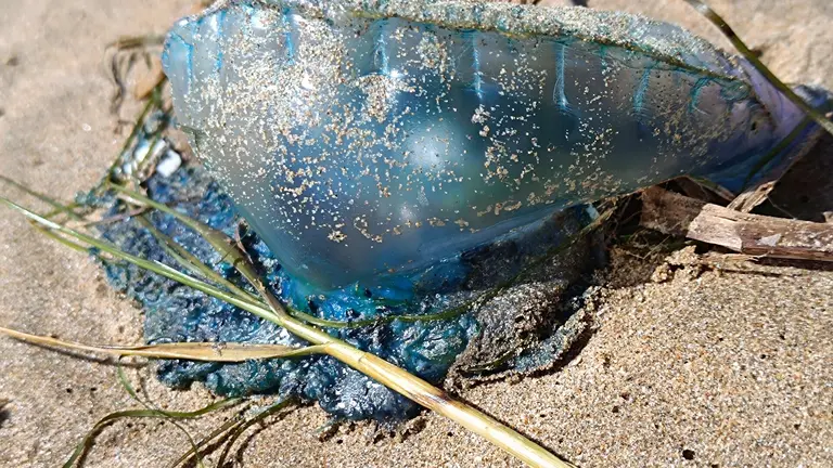 Ejemplar de carabela portuguesa en Punta Umbr&iacute;a