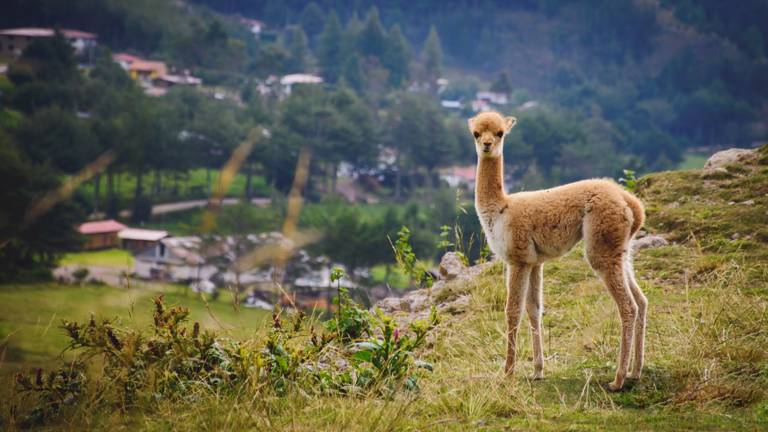 Perú, el destino de moda para viajar seguro y protegido