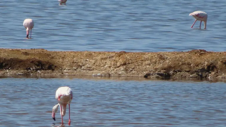 Imagen de paraje natural Marismas del Odiel