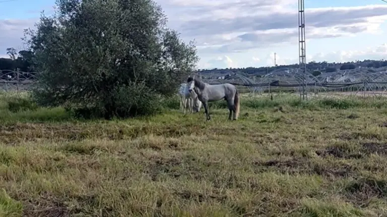 Equinos en la zona de Villarrasa y Rociana