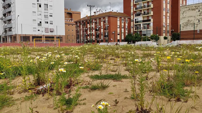 Campo fútbol playa denunciado hoy