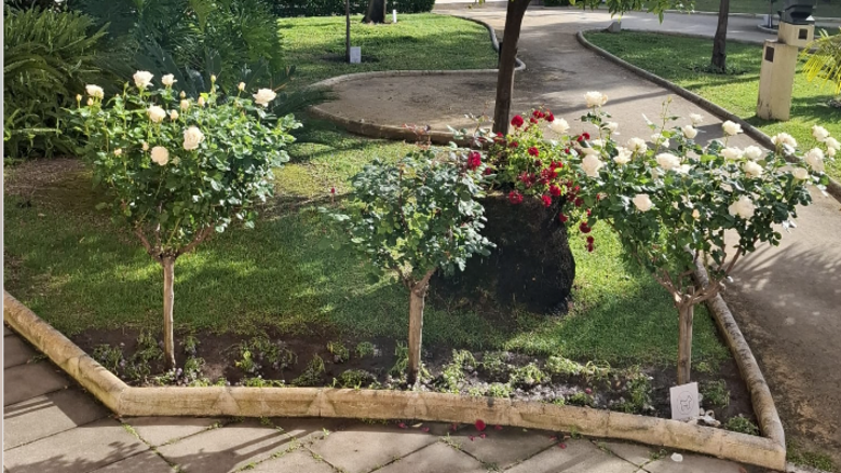 Flores primaverales.