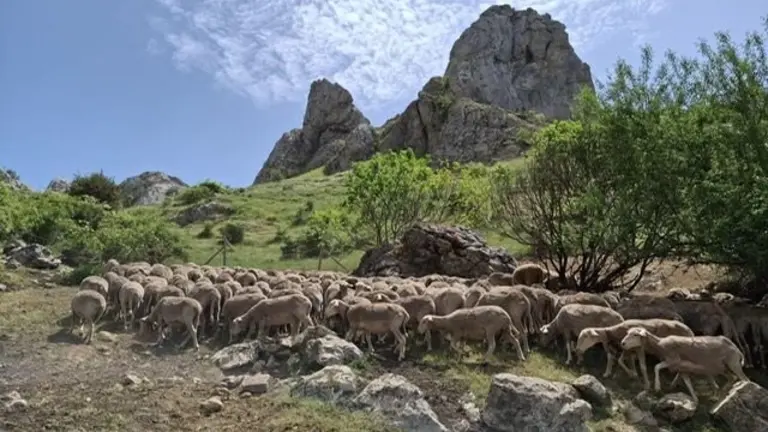 Caminos trashumantes.
