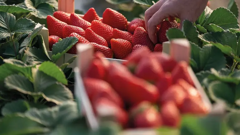 Recolecci&oacute;n de fresas