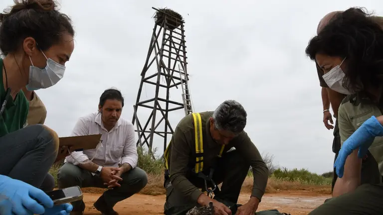Anillamiento en Marismas del Odiel.