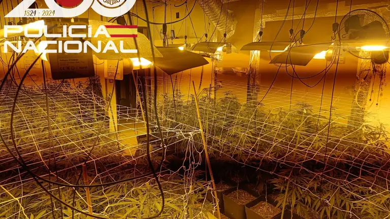 Imagen de la plantación de marihuana.