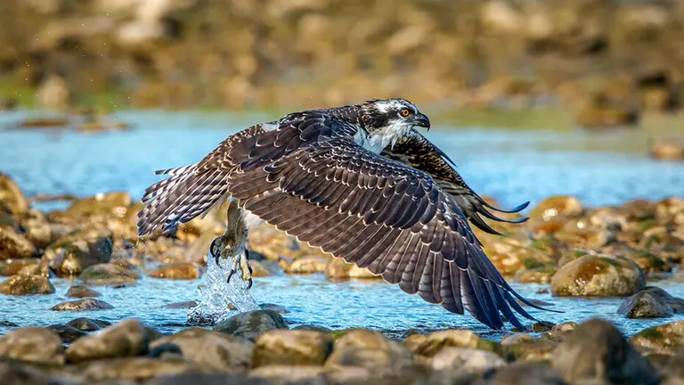 Águila pescadora / Fotografía: Junta de Andalucía.