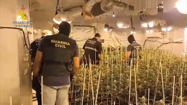 Plantaci&oacute;n de marihuana en Hinojos / Fotograf&iacute;a: Guardia Civil.