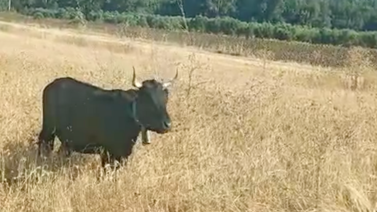 Vacas breavas en el Camino del Río.