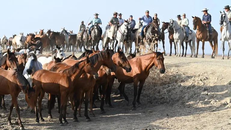 Recogida de las Yeguas en Hinojos. / Fotograf&iacute;a: Diputaci&oacute;n Provincial.