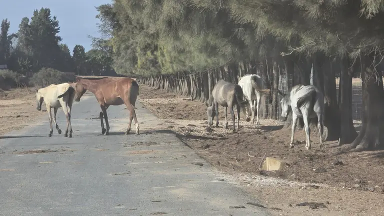 Equinos sueltos por las carreteras de Huelva el pasado 4 de septiembre.