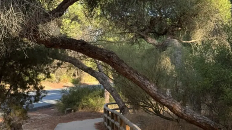 Estado de los pinares de Punta Umbría.