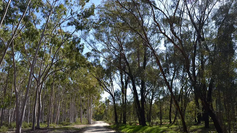 Eucaliptos del Arboreto de 'El Villar', en Huelva