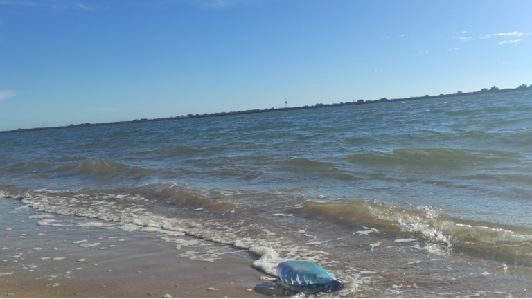 La carabela portuguesa llegando a la orilla