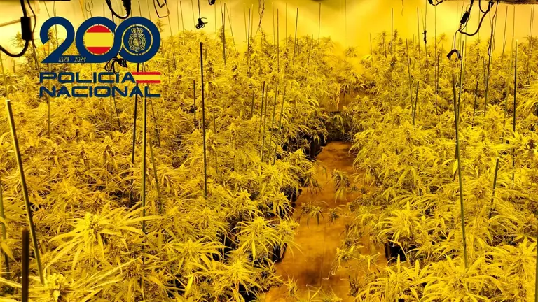 Plantación de Marihuana.