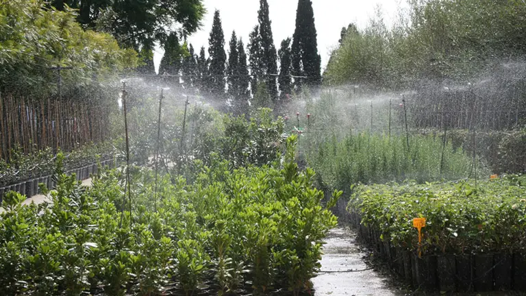 Campa&ntilde;a &aacute;rboles en Diputaci&oacute;n.