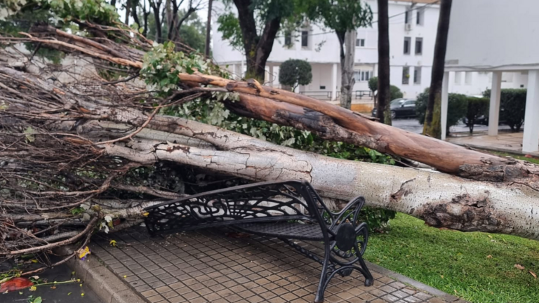 Imagen de un &aacute;rbol ca&iacute;do en Cartaya. / Fotograf&iacute;a: Ayuntamiento de Cartaya.