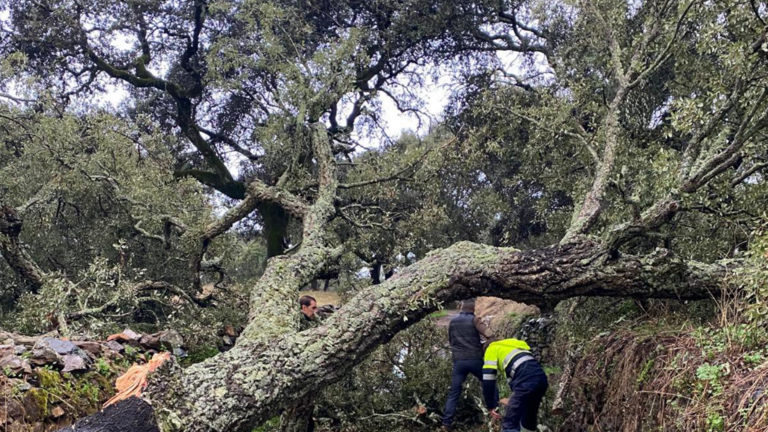 Un &aacute;rbol ca&iacute;do en Higuera de la Sierra.