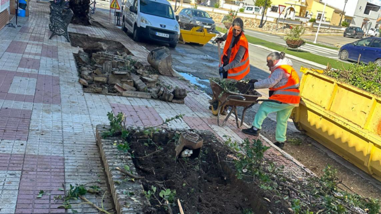 Renovación de los alcorques en Almonte.