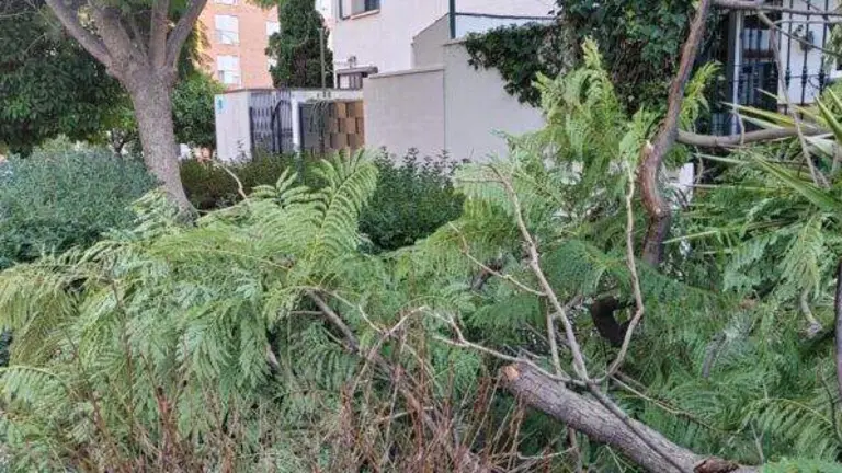 Ramas caídas por el viento.