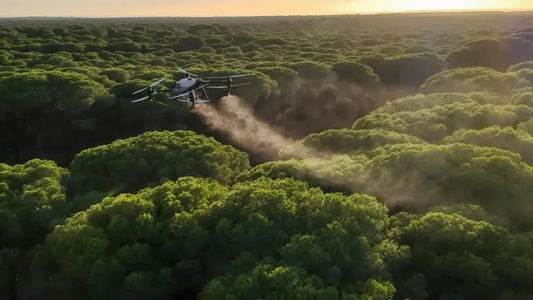 Procesionaria en los pinos.