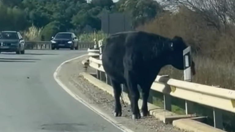 Un toro suelto en la carretera de Lucena del Puerto a Moguer.