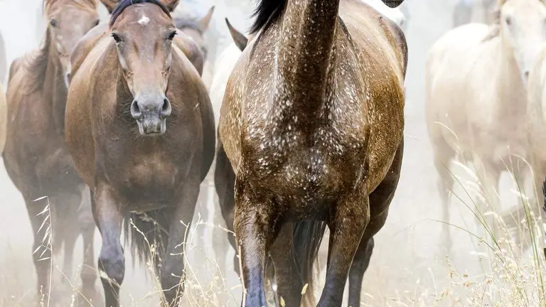 Cartel de la Saca de las Yeguas 2026.